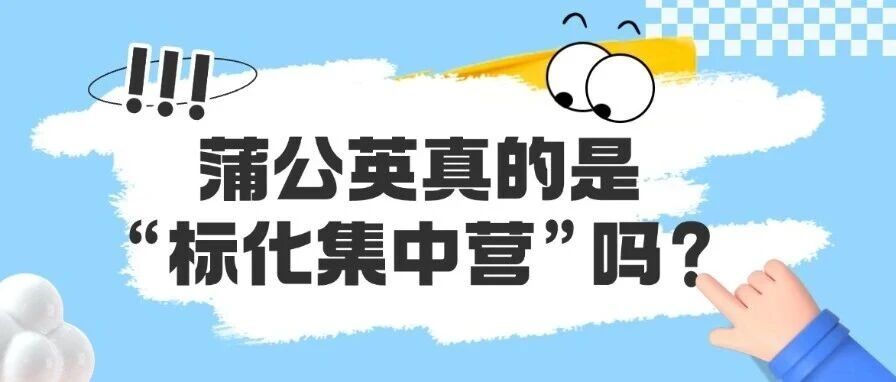 上海蒲公英国际教育 | 蒲公英真的是&ldquo;标化集中营&rdquo;吗？为什么蒲公英雅思/托福/SAT课程培训能高效出分？
